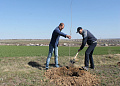 В Белокалитвинском районе высадили более 16000 деревьев и кустарников