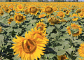 Уборка ранних зерновых на территории района приближается к завершающей стадии