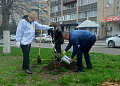 В Белокалитвинском районе прошел весенний День древонасаждений