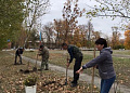 В осенний День древонасаждения в Белокалитвинском районе высадили более 2 тысяч саженцев