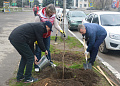 В Белокалитвинском районе прошел весенний День древонасаждений