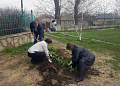 В Белокалитвинском районе прошел весенний День древонасаждений
