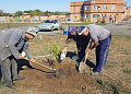 В осенний День древонасаждения в Белокалитвинском районе высадили более 2 тысяч саженцев