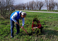 В Белокалитвинском районе прошел весенний День древонасаждений