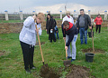 В Белокалитвинском районе прошел весенний День древонасаждений