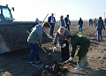 В Грушево-Дубовском сельском поселении заложен ореховый сад