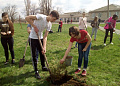 В Белокалитвинском районе прошел весенний День древонасаждений